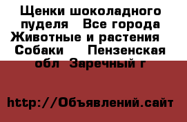 Щенки шоколадного пуделя - Все города Животные и растения » Собаки   . Пензенская обл.,Заречный г.